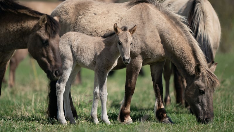 The newest arrival at the Wicken Fen site in Cambridgeshire was born on Friday and the eldest pony in the herd turns 30 this year.