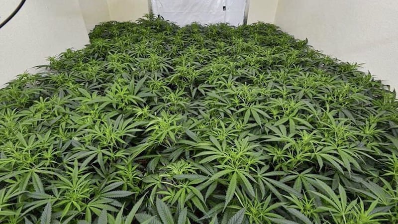 Five people have been arrested after police seized cannabis worth &pound;350,000 