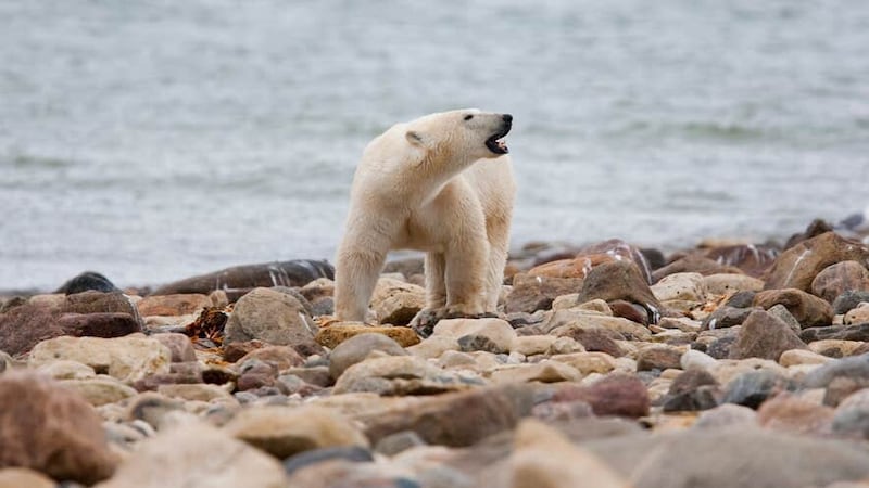 A male polar bear walks along the shore of Hudson Bay near Churchill, Manitoba (The Canadian Press via AP)