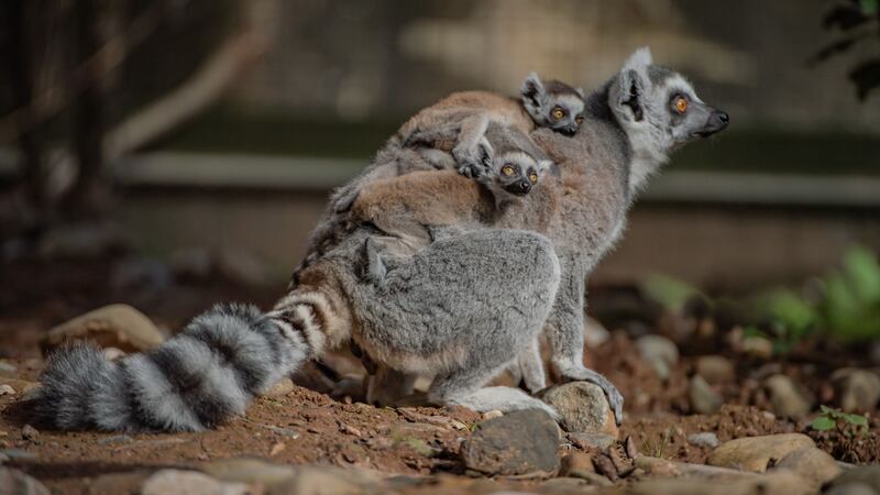 The arrivals at Chester Zoo include two sets of ring-tailed lemur twins.