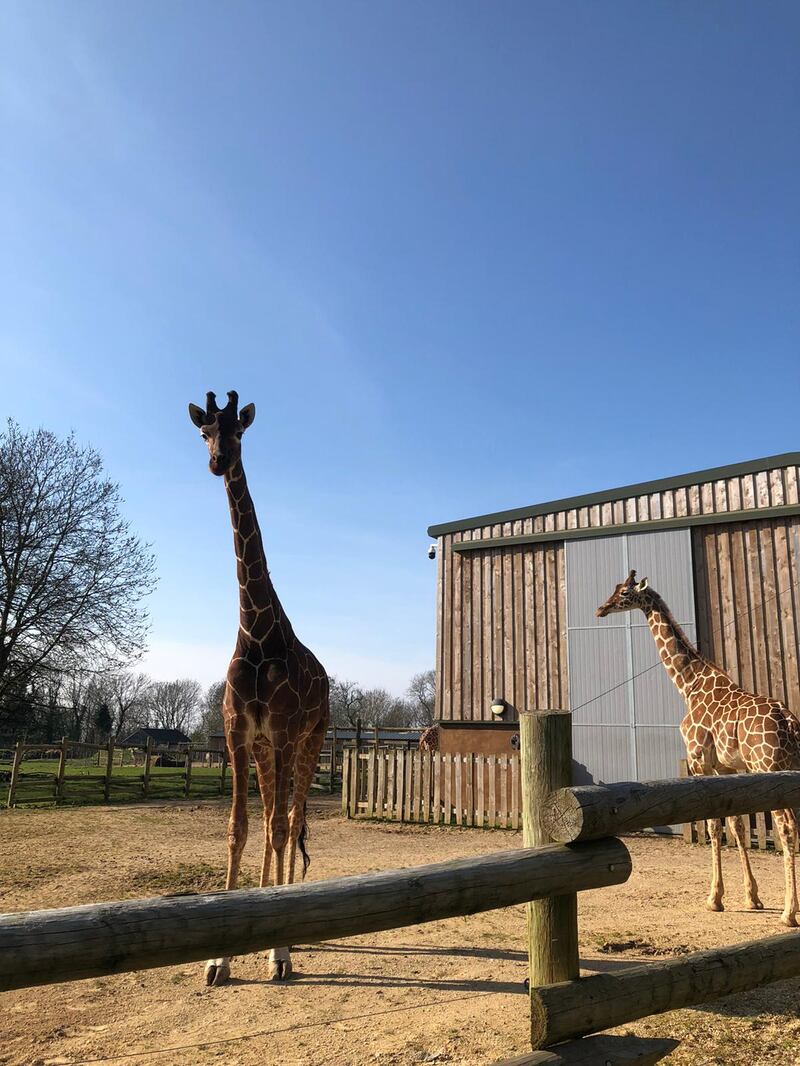 Two giraffes bask in the sun at the Wild Place project