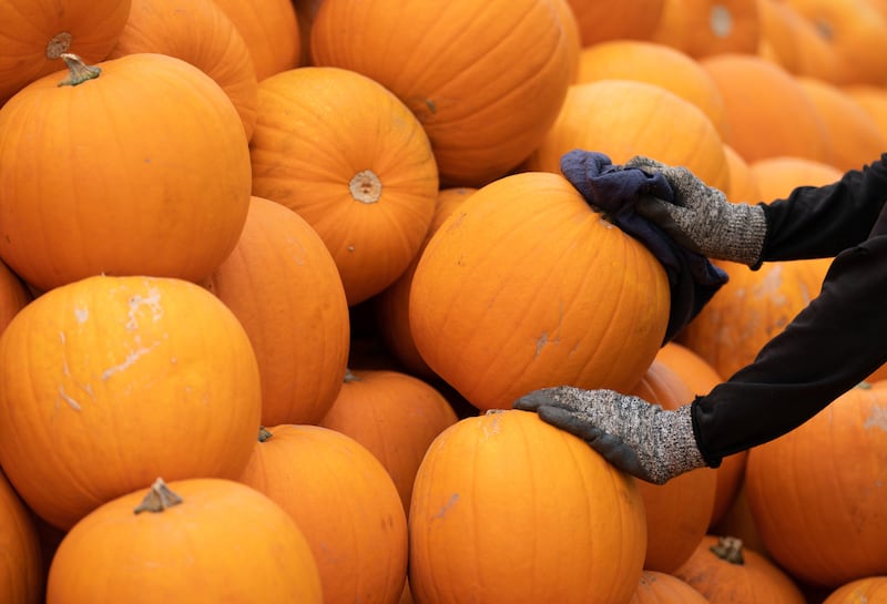 Tesco will be selling six variants of pumpkin, many from Oakley Farms, from October 2 (Joe Giddens/PA)