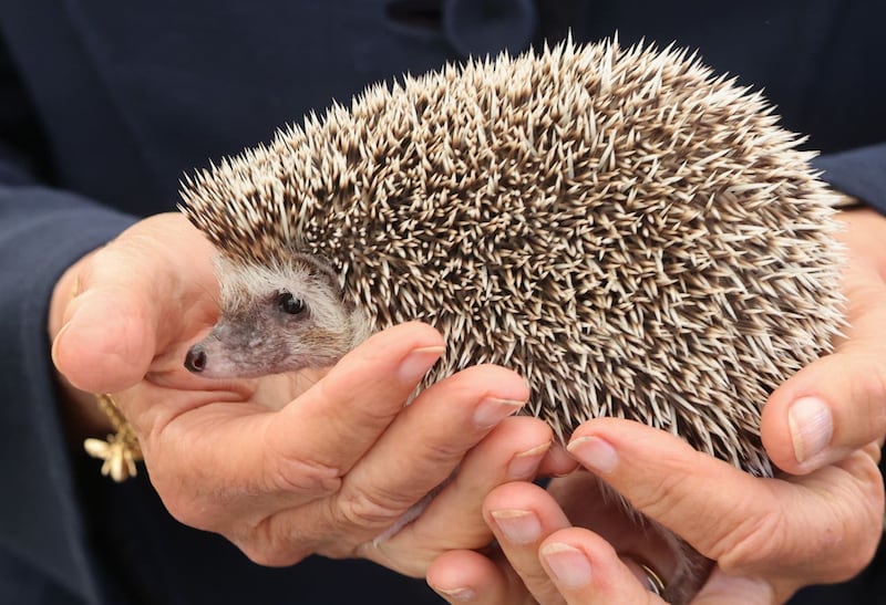 A study found that 25% of hedgehog mortalities were due to roads