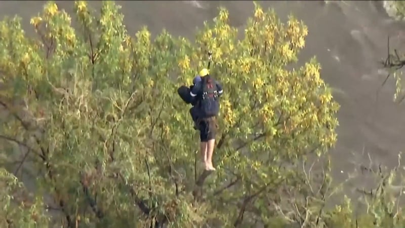 The man was brought to safety after being spotted clinging to a tree in the rain swollen Los Angeles River.
