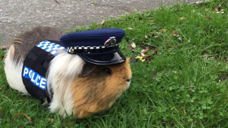 Officer Furball at your service.