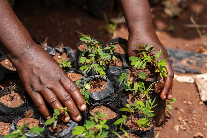 Agnes Jafali tends to seedlings in a tree nursery in the flooding-prone regions around Lake Chilwa.