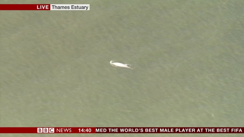 The white-coloured whale normally lives in the High Arctic and is rarely seen in UK waters, experts said.