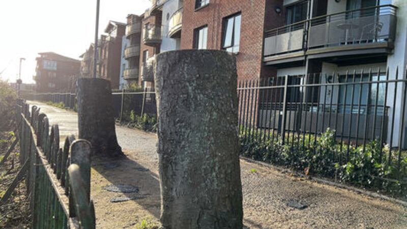 Trees cut down on a section of the Stranmillis Embeankment. Picture Mal McCann&nbsp;