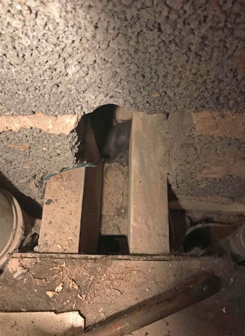 Cat rescued from cavity wall