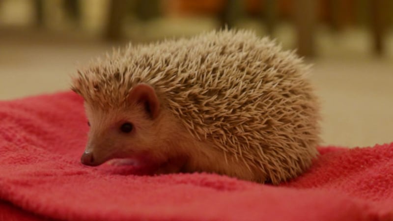 This African pygmy hedgehog was found at a London Underground station. (RSPCA)