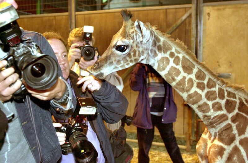 A baby giraffe took a shine to Hugh Russell at Belfast Zoo. Picture by Alan Lewis, Photopress