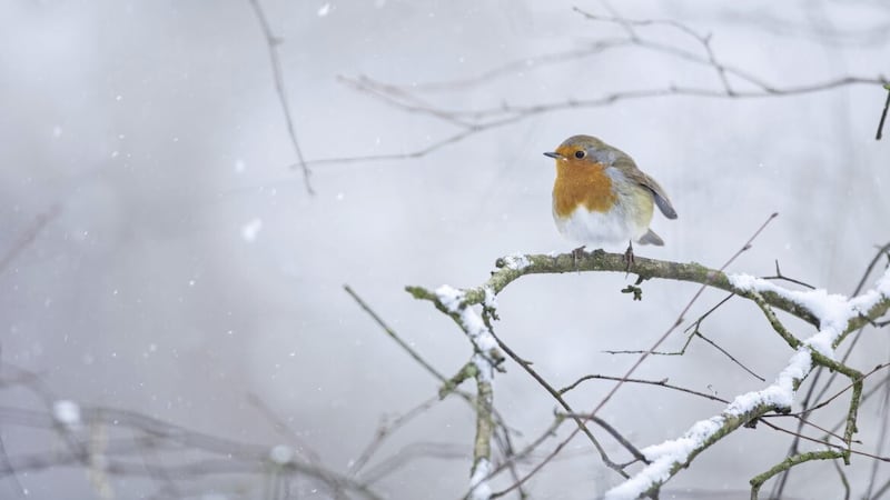Food is more scarce for our feathered friends during winter 