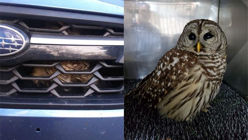 The barred owl was struck by a family car in North Carolina.