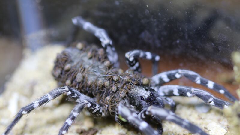 Approximately 100 Desertas wolf spiders hatched on May 21