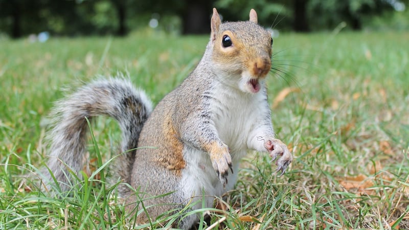 The middle of a Canadian Football pitch is not where you want to be as a squirrel.