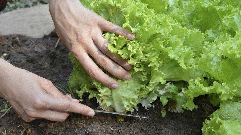 Pick lettuce this week, cutting every alternate one in a row to leave others more space to develop 