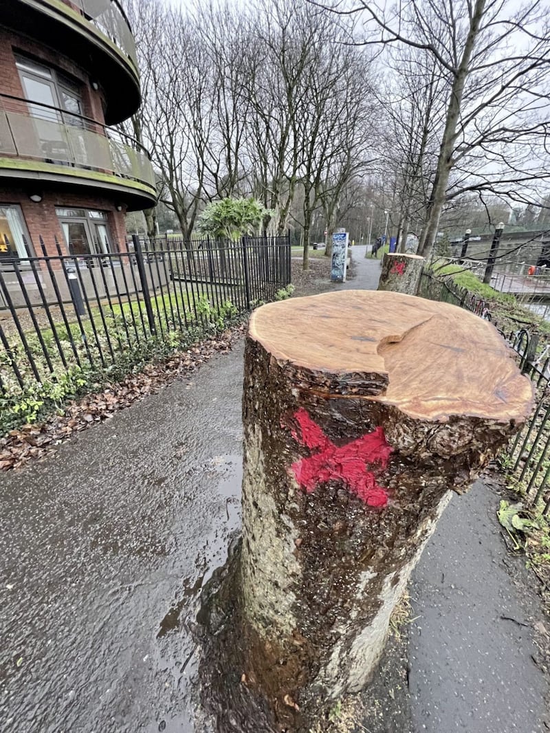 A tree cut down on Stranmillis embankment as part of a flood alleviation works scheme. Picture by Hugh Russell 