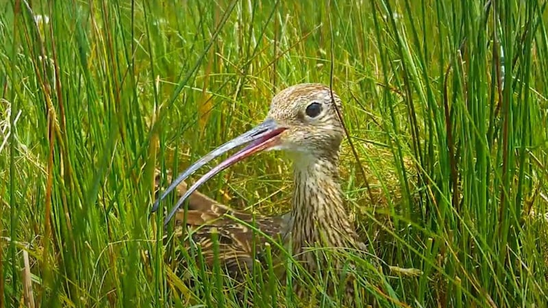 &nbsp;The Royal Society for the Protection of Birds has launched a new Curlew Live nestcam project