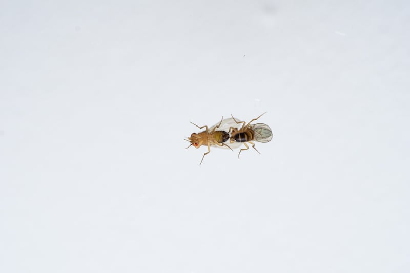 Two male fruit flies trying to copulate with each other after ozone pollution exposure