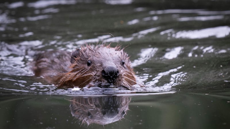 Beavers are to be reintroduced in the Cairngorms (James Manning/PA)