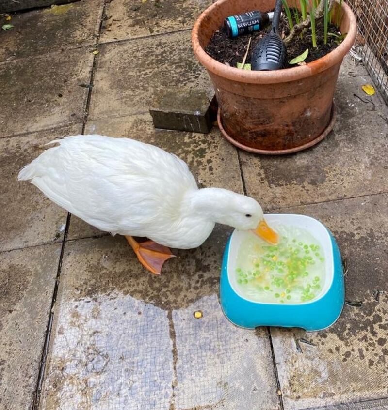 Jack is now safe and in the care of the Swan Sanctuary (Ann Aitken-Davies)