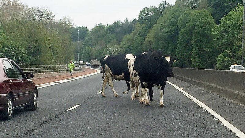 Motorists on the M1 citybound lane endured delays yesterday after three cows were spotted walking on the motorway 
