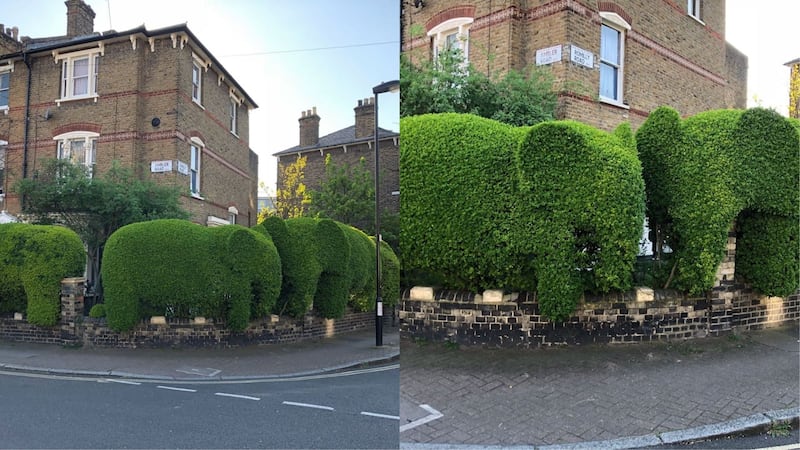 Londoners are loving the beautiful animal-themed topiary.