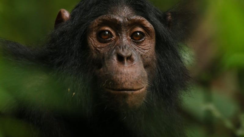 While chimpanzees seemed unfazed by the camera traps, gorillas and bonobos were more likely to show a response.