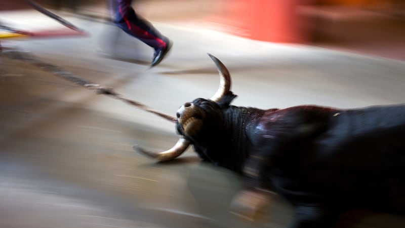 An El Tajo ranch fighting bull is pulled out of the ring after being killed by a bullfighter (AP)