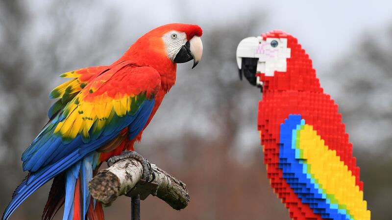 Inca, a scarlet macaw, was said to be ‘very interested’ in the new recruits at Whipsnade Zoo.