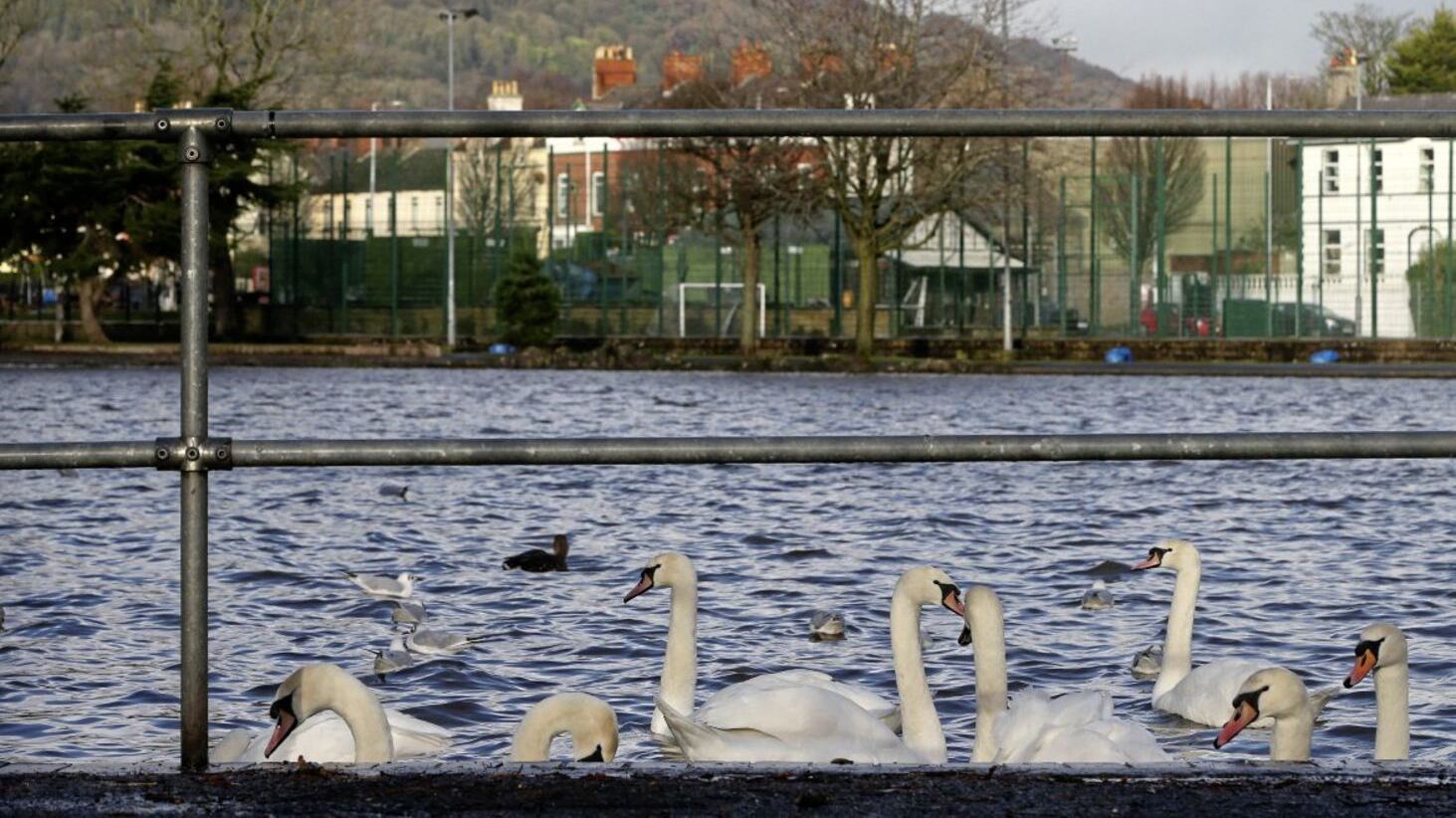 Belfast City Council temporarily closed the Waterworks Park in Belfast last week due to an outbreak of avian flu. Picture Mal McCann 