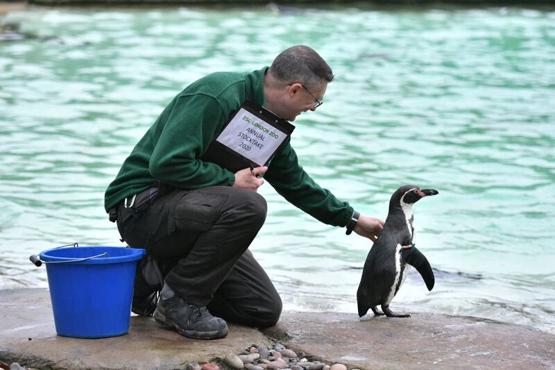 Zookeeper Martin Franklin counts Humboldt penguins