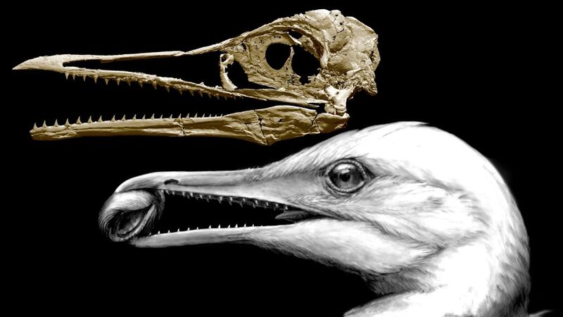 Scientists have pieced together the skull of a toothed bird that represents a pivotal moment in the transition from dinosaurs to modern-day birds.