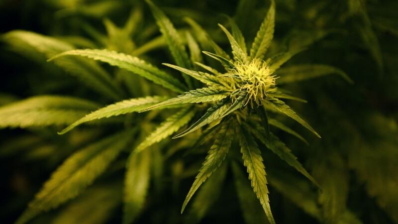 Much of the trade in the Newtownabbey and Antrim areas involves cannabis