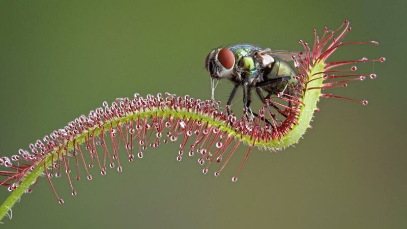 A fly trapped on a carnivorous sundew plant (drosera rotundifolia), about to come to a sticky end 