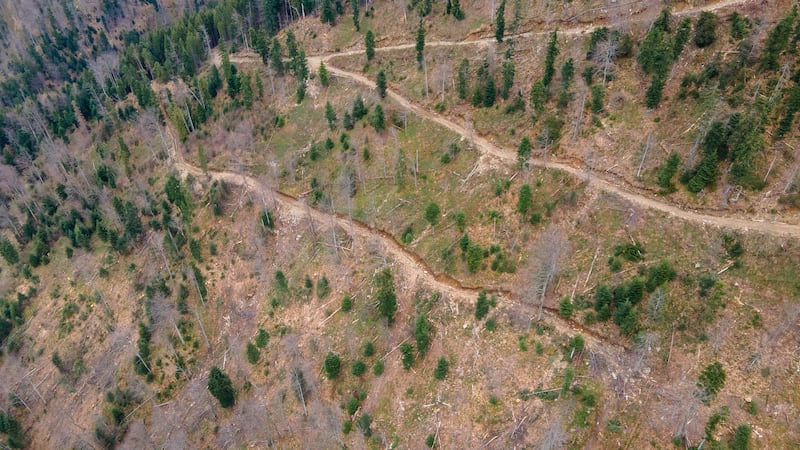An aerial shot of clear cuts in a forest in the Romanian Carpathians