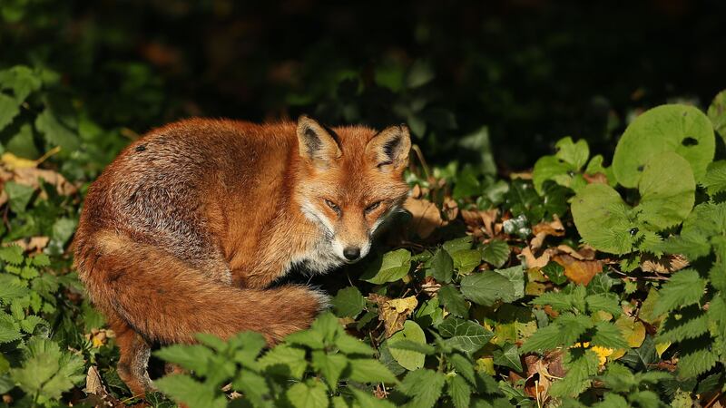 The diets of ancient foxes were influenced by humans, new research suggests.