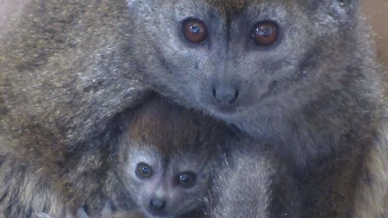 The tiny Lake Alaotra gentle lemur is smaller than a tennis ball and has been born at Bristol’s Wild Place Project.