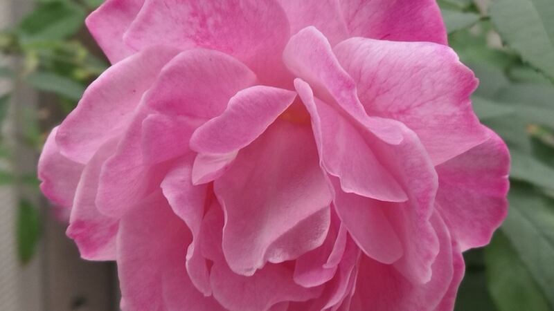 Scientists have unravelled the genes and biochemical pathways responsible for rose traits such as colour and fragrance.
