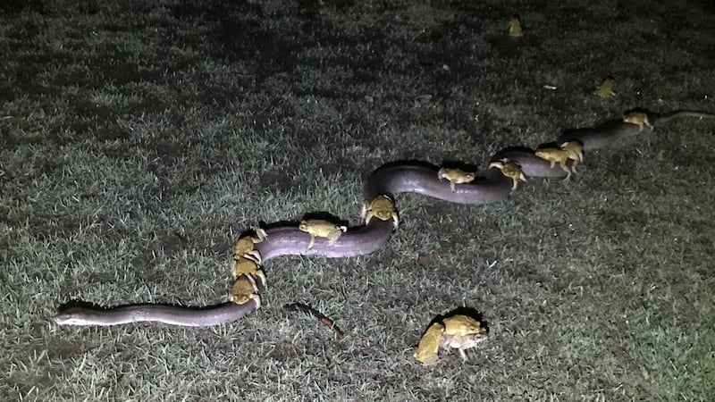 The amphibians may have been trying to mate with Monty the python, according to one expert.