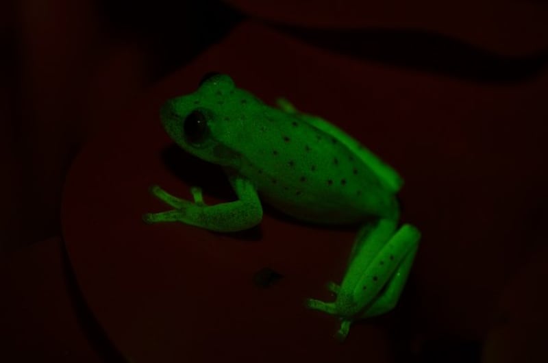 South American polka dot tree frog.