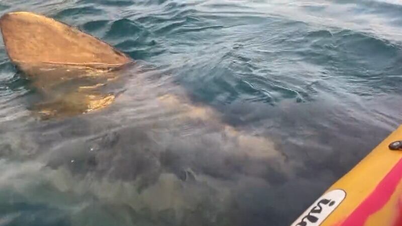 The basking shark swam right alongside Louise Barker’s kayak (Louise Barker/PA)