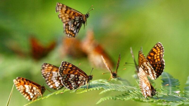 Increasingly mild winters are harming butterflies, potentially leading to increased disease.