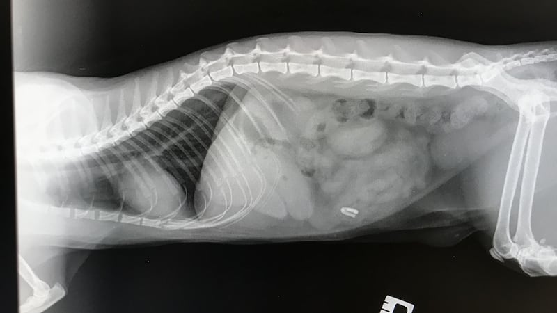 Vets at the PDSA Pet Hospital in Glasgow removed the clip after it showed up on an X-ray.