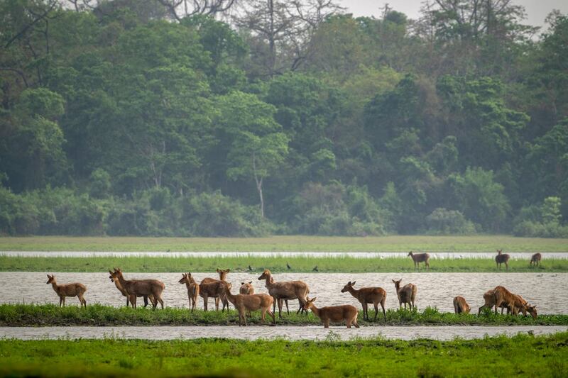 Swamp deer