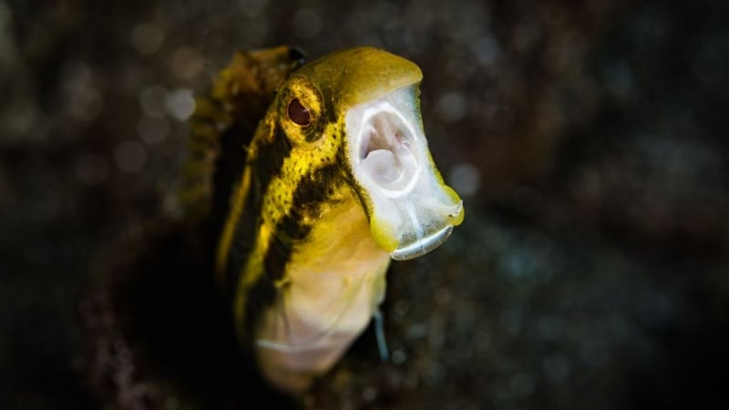 Researchers say fang blennies could offer hope in the development of new painkillers.