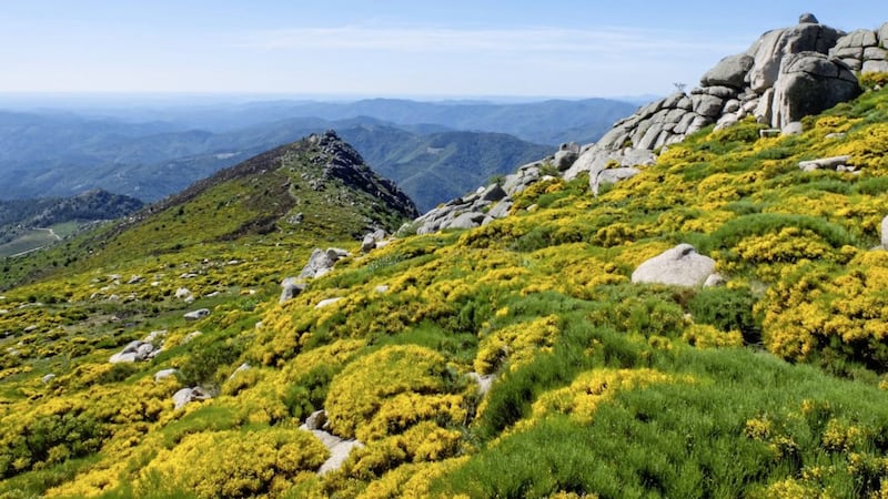 A landscape of rocks and blooming broom, locally called genet, in the C&eacute;vennes mountains 