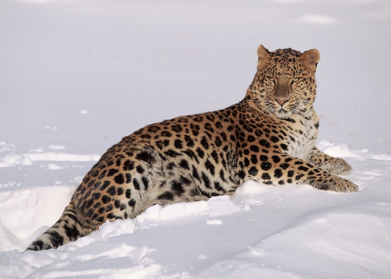 Amur leopard in the US.