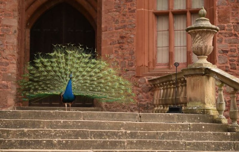 &nbsp;A peacock displaying his tail feathers at Powis Castle, Wales. Wildlife is making itself at home in National Trust properties empty of visitors in lockdown, with some species returning to places for the first time in decades.
