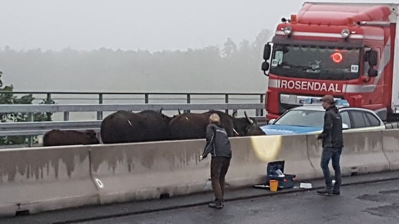 Five water buffalo who had escaped from their field were lifted off the road in western Germany.
